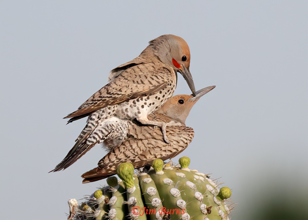 Gilded Flicker copulation--3758