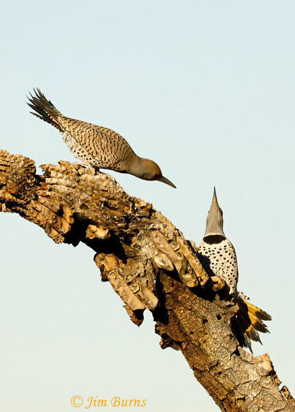 Gilded Flicker courtship #2--4098