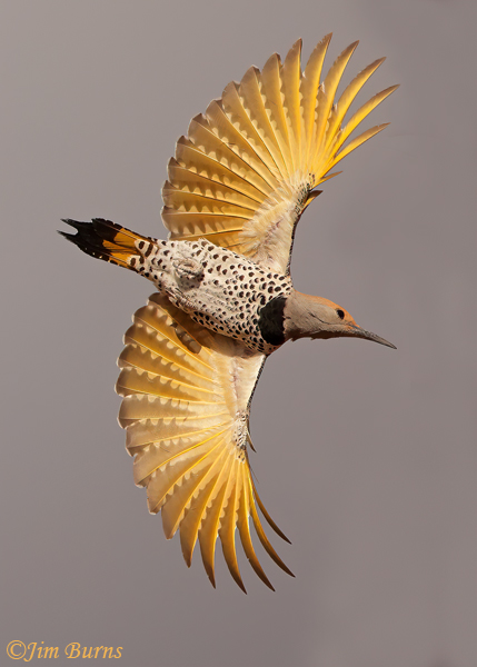 Gilded Flicker female ventral wings--4560