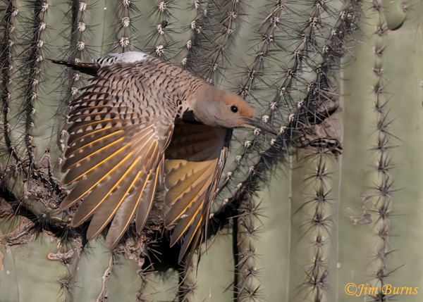 Gilded Flicker female flying through Saguaros--4560