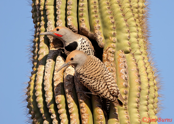 Gilded Flicke pair at home--5019