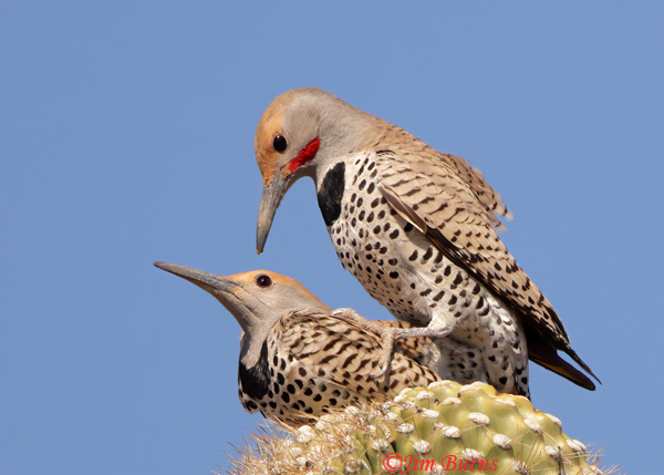 Gilded Flicker copulation--5073