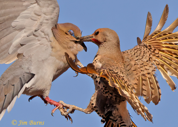 Gilded Flicker male on White-winged Dove close-up--5465