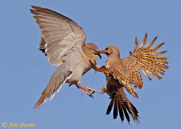 Gilded Flicker male on White-winged Dove--5465