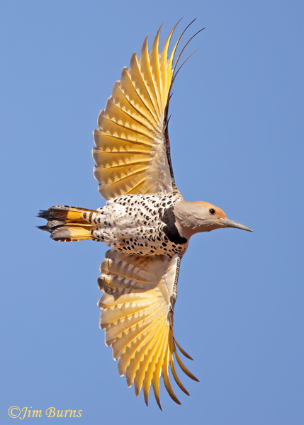 Gilded Flicker female wingspread vertical--6019