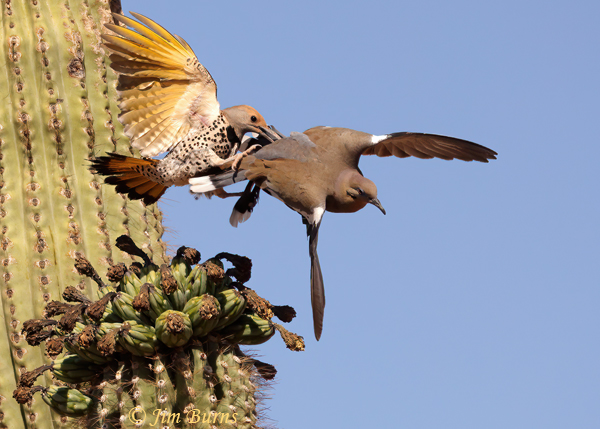 Gilded Flicker female on White-winged Dove--6026
