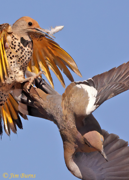 Gilded Flicker female on White-winged Dove #2--6029