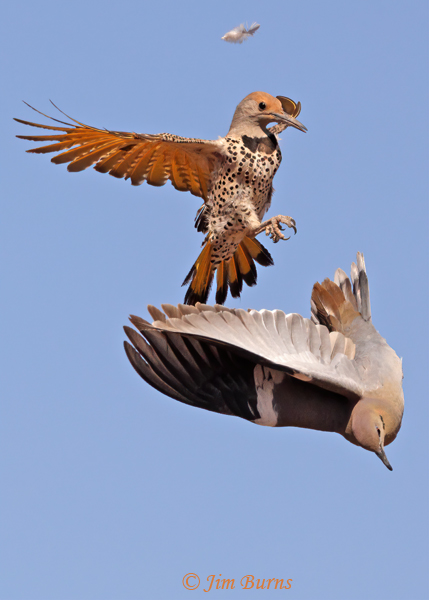 Gilded Flicker female on White-winged Dove #3--6030