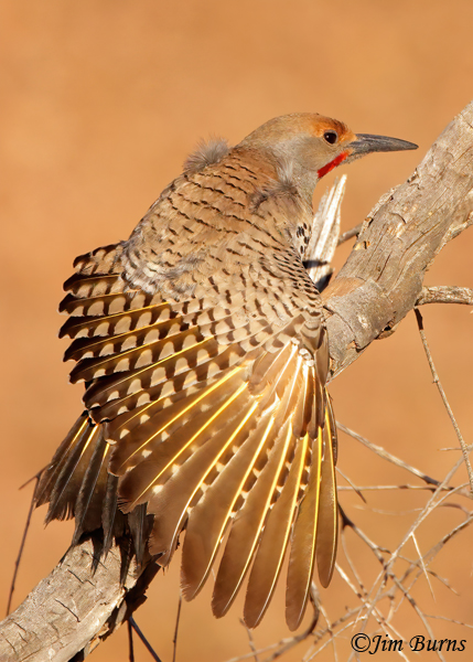 Gilded Flicker male wingstretch--8484