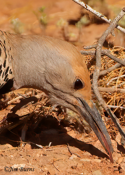 Gilded Flicker female tongue in anthole--8525.