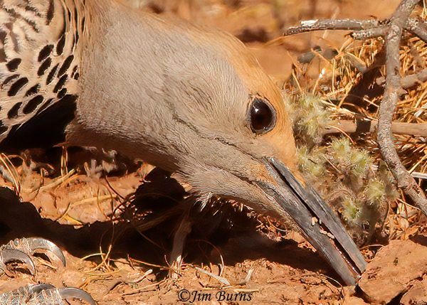 Gilded Flicker female with ant eggs--8532