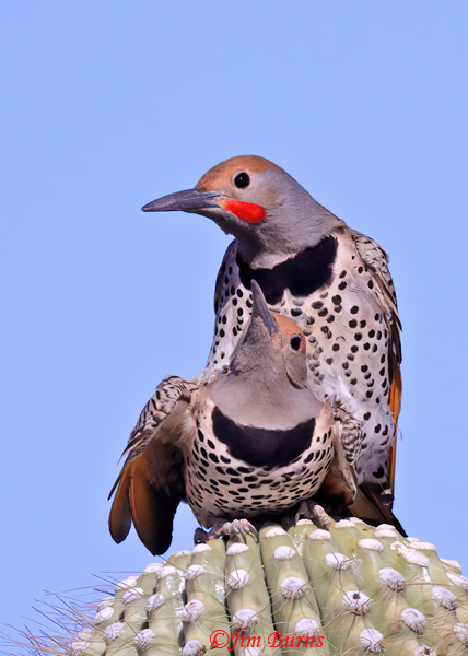 Gilded Flicker copulation--8630