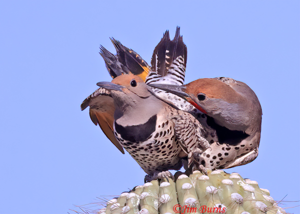 Gilded Flicker copulation--8660