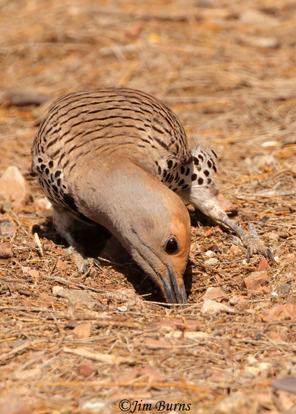 Gilded Flicker female probing for ants--8750