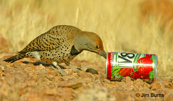 Gilded Flicker female exhibiting opportunistic feeding