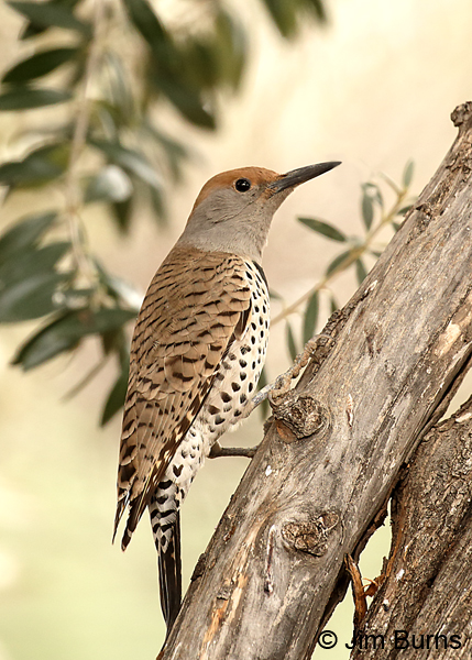 Gilded Flicker female in tree