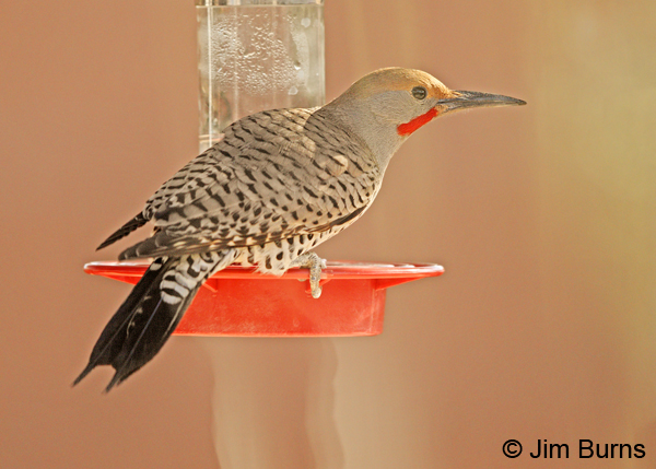 Gilded Flicker male at hummingbird feeder horizontal