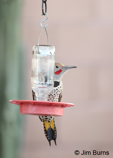 Gilded Flicker male at hummingbird feeder