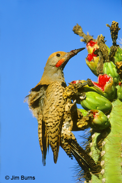 Gilded Flicker male at saguaro fruit