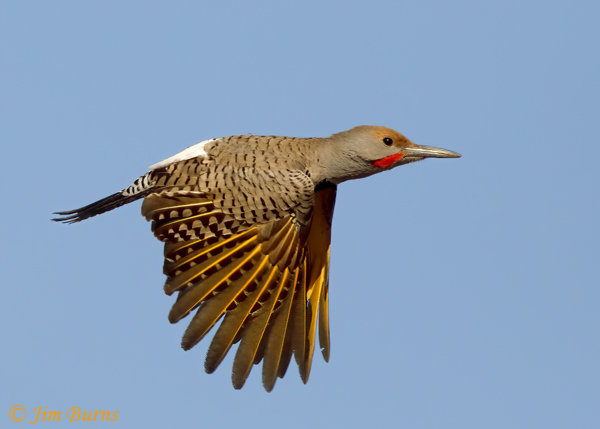 Gilded Flicker male in flight--4024