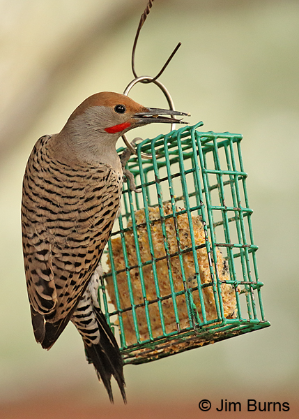 Gilded Flicker male on suet feeder.