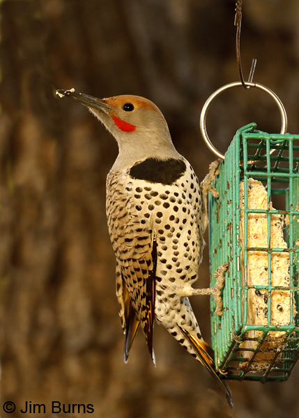 Gilded Flicker male on suet feeder