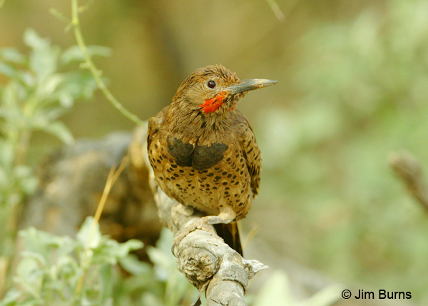 Gilded Flicker male showing melanism