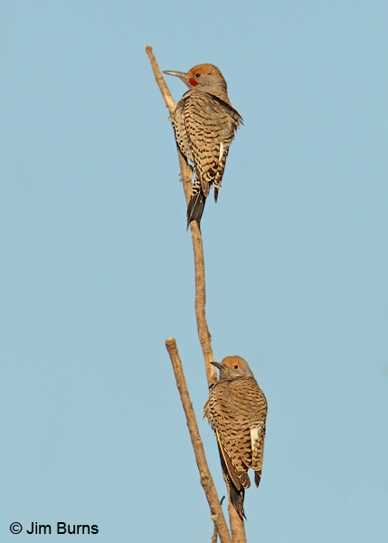 Gilded Flicker pair