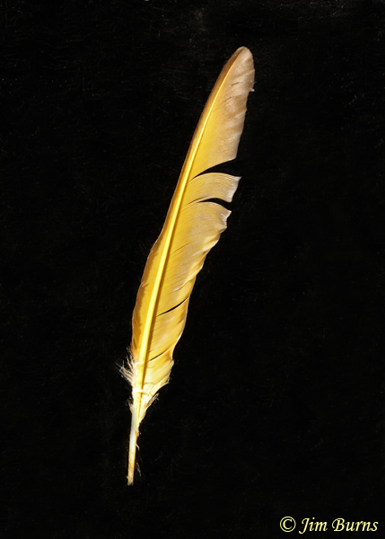 Gilded Flicker shaft detail