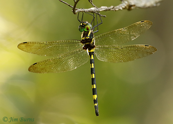 Gilded River Cruiser female, McCurtain Co., OK, August 2019--5367