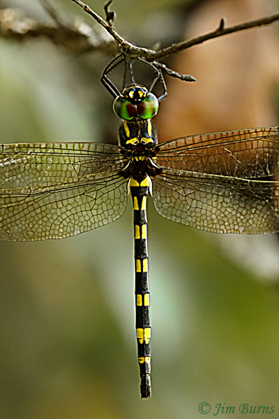 Gilded River Cruiser female dorsal close-up, McCurtain Co., OK, August 2019--5378