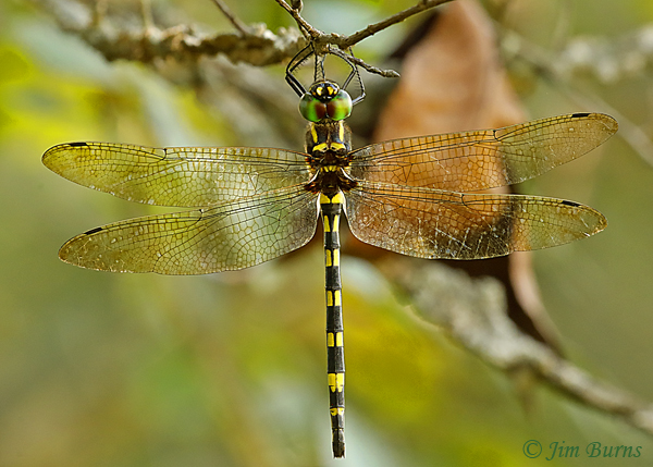 Gilded River Cruiser female dorsal view, McCurtain Co., OK, August 2019--5386