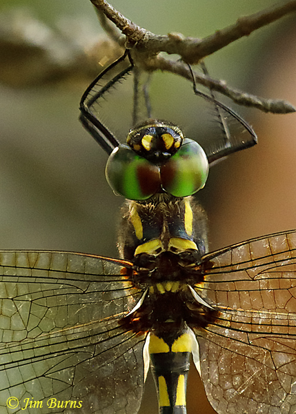 Gilded River Cruiser female top shot, McCurtain Co., OK, August 2019--5387