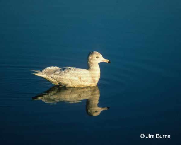 Glaucous Gull juvenile