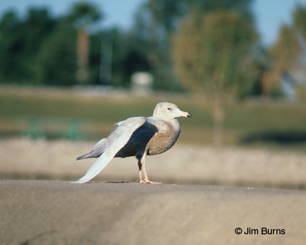 Glaucous Gull juvenile wingstretch