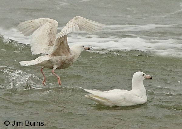 Glaucous Gulls in surf, first summer left, second summer right
