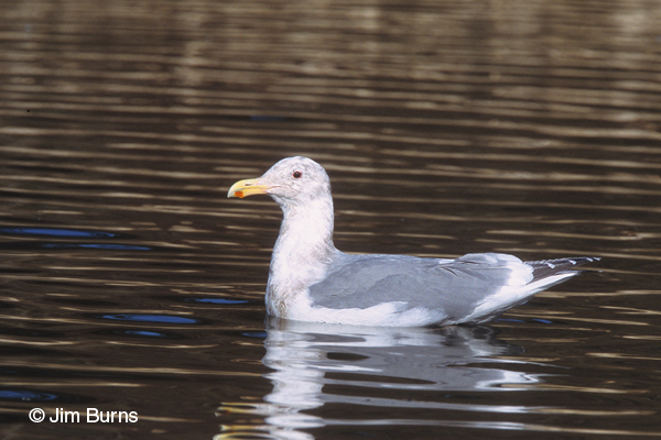 Glaucous-winged Gull adult winter