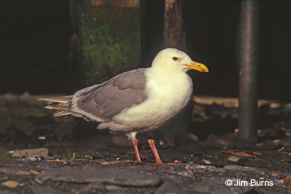 Glaucous-winged Gull adult breeding