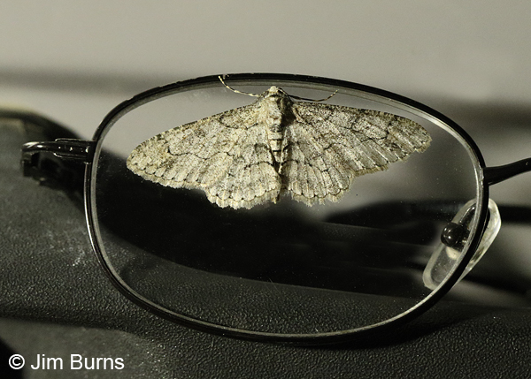 Glena grissearia on glasses, Arizona