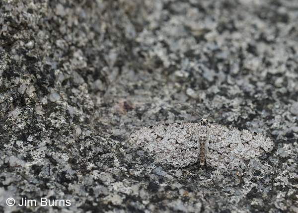 Glena grissearia on stone, Arizona