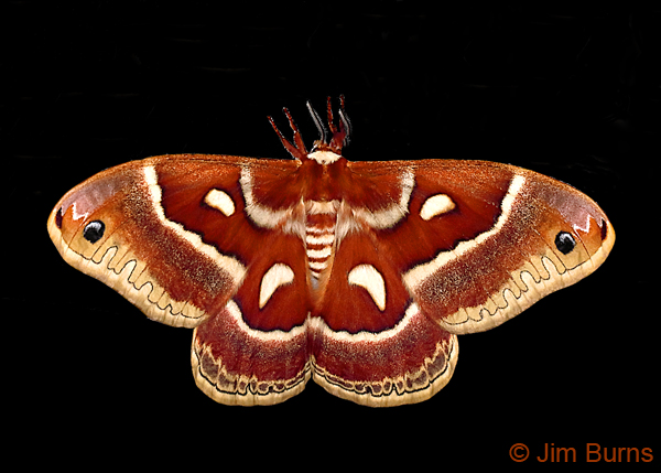 Glover's Silkmoth, Arizona--0458