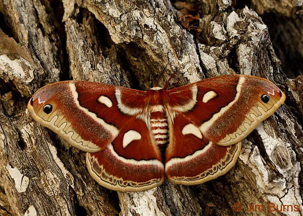Glover's Silkmoth on bark, Arizona--0497