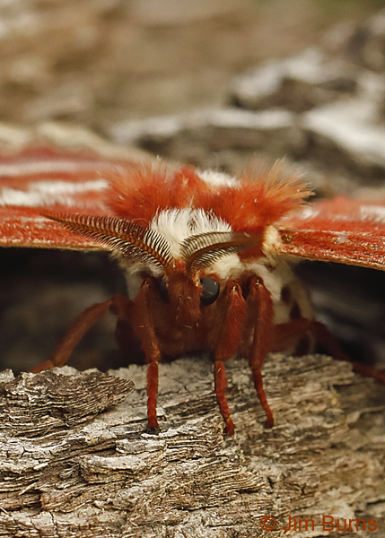 Glover's Silkmoth--0503
