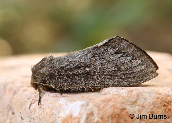 Gloveria gargamelle, Arizona