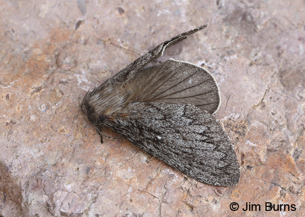 Gloveria gargamelle hindwing, Arizona.