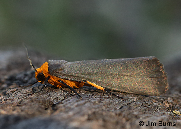 Gnamptonychia ventralis, Arizona