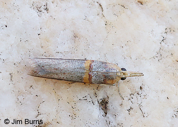 Gold-banded Etiella Moth dorsal view, Arizona