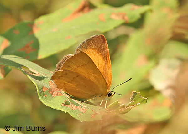 Golden Hairstreak, Oregon
