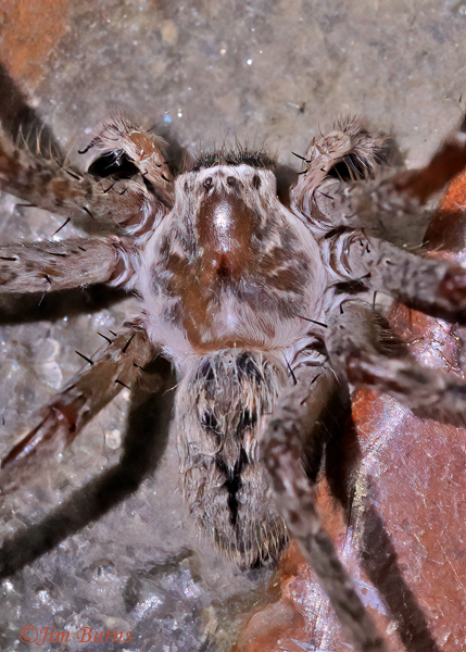 Golden Huntsman (Olios giganteus) male, dorsal close-up, Arizona--5056
