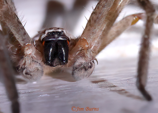 Golden Huntsman (Olios giganteus) male, face shot, Arizona--5090